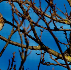 Fieldfare