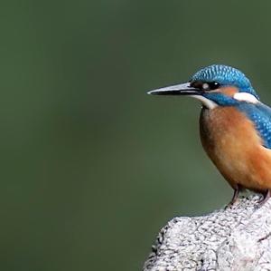 Common Kingfisher