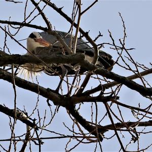 Grey Heron