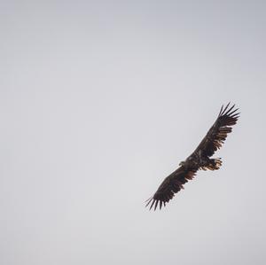 White-tailed Eagle