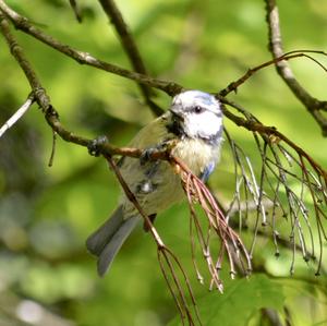 Blue Tit