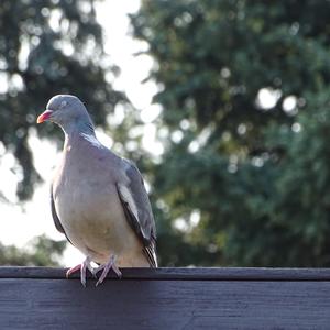 Common Wood-pigeon