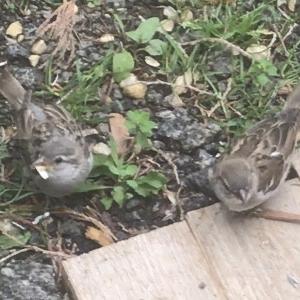 House Sparrow