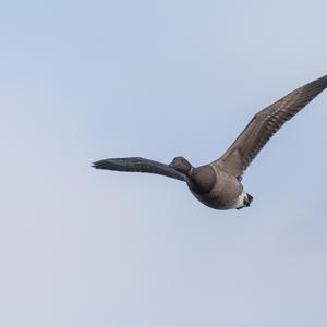 Brent Goose