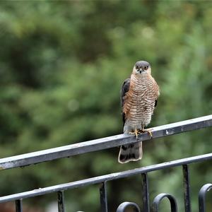 Eurasian Sparrowhawk