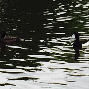 Tufted Duck