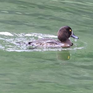 Tufted Duck