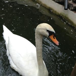 Mute Swan