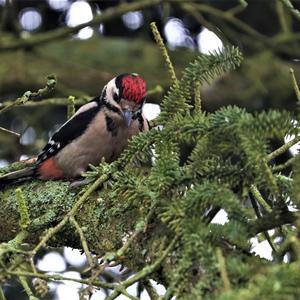 Great Spotted Woodpecker