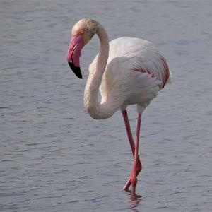 Greater Flamingo