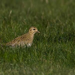 Eurasian Golden Plover