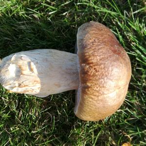 Summer Bolete