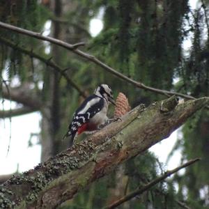 Great Spotted Woodpecker