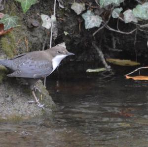 White-throated Dipper