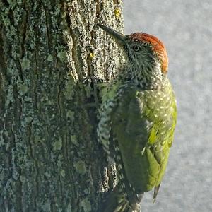 Eurasian Green Woodpecker