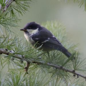 Coal Tit