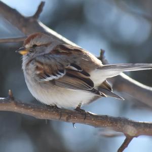 American Tree Sparrow