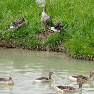 Greylag Goose