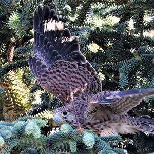 Common Kestrel