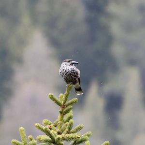 Spotted Nutcracker