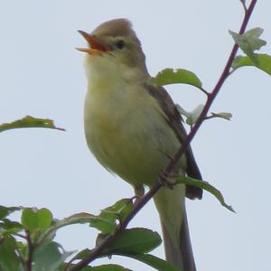 Melodious Warbler