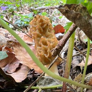 Yellow Morel