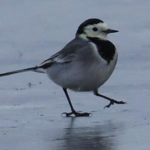 White Wagtail