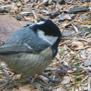 Coal Tit