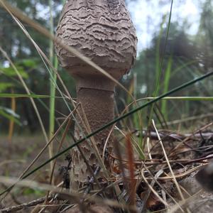 Parasol Mushroom