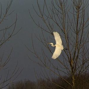 Great Egret