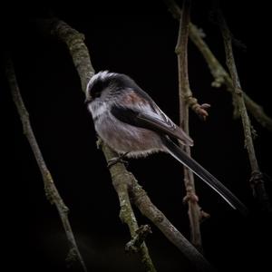 Long-tailed Tit