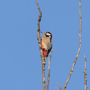 Great Spotted Woodpecker