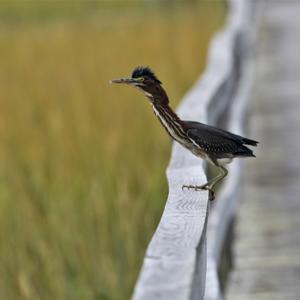 Green Heron