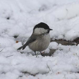 Willow Tit