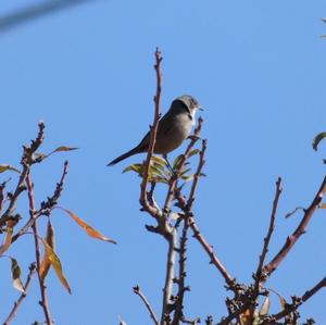 Sardinian Warbler