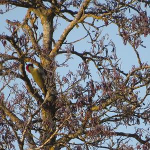 Eurasian Green Woodpecker