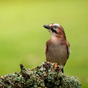 Eurasian Jay