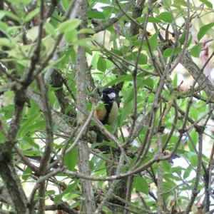 Great Tit