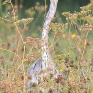 Grey Heron