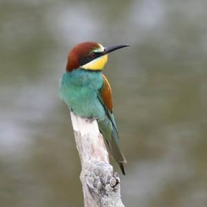 European Bee-eater