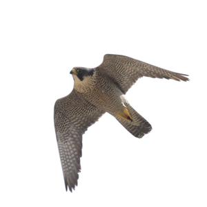 Peregrine Falcon