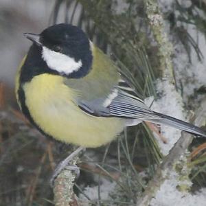 Great Tit