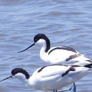 Pied Avocet