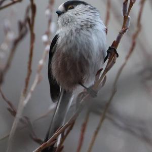 Long-tailed Tit