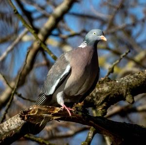 Common Wood-pigeon