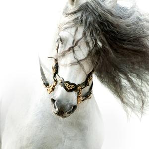 Andalusian Horse