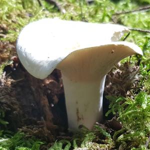 Funnel Clitocybe