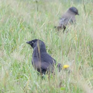 Eurasian Jackdaw