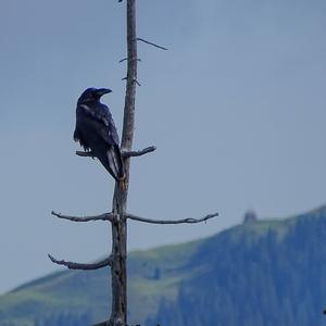 Common Raven