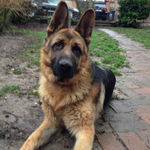 German Shepherd